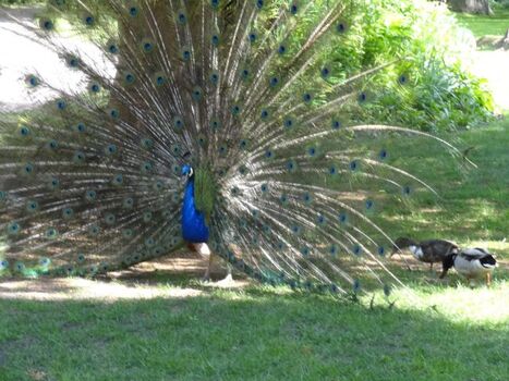 Ein Pfau im Schlossgarten Jever