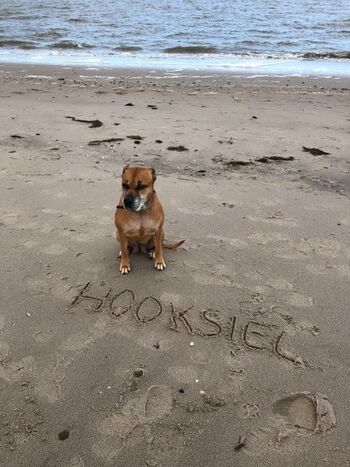 Hunde sind herzlich Willkommen