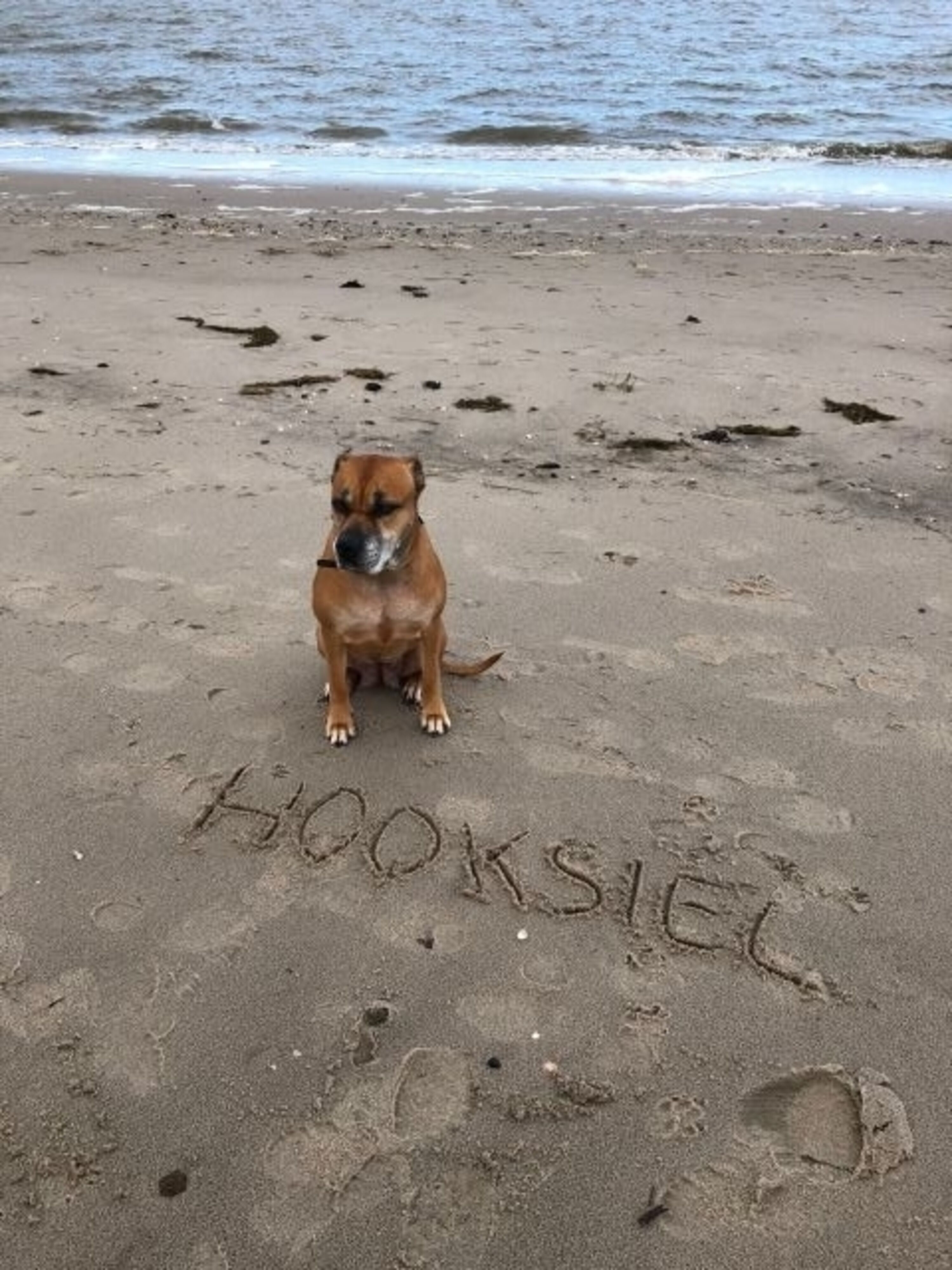 Hunde sind herzlich Willkommen