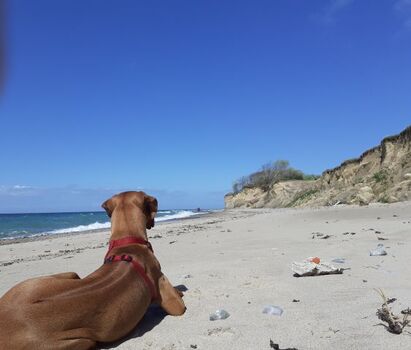 Hunde können ganzjährig mit an den Strand