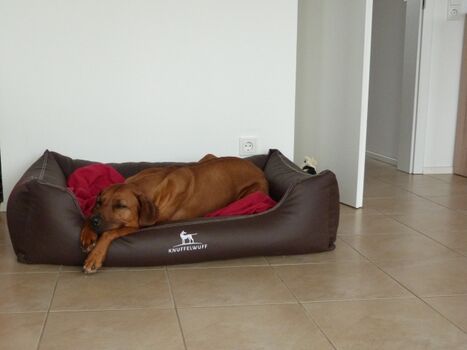 Für Ihren Vierbeiner ein Hundebett