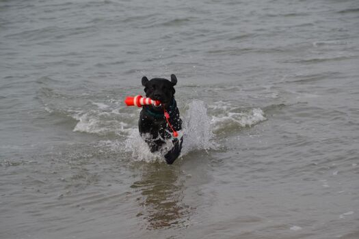 unser Hund Paul in seinem Element