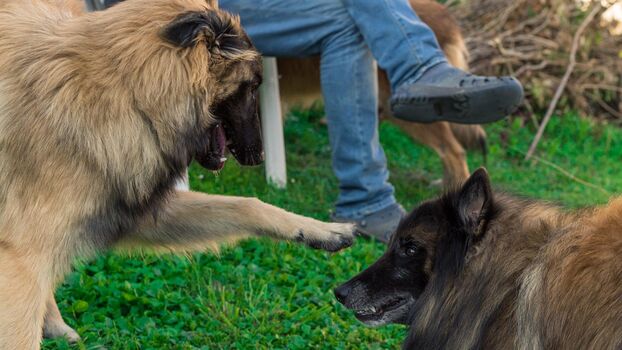 Urlaub und Hundeschule