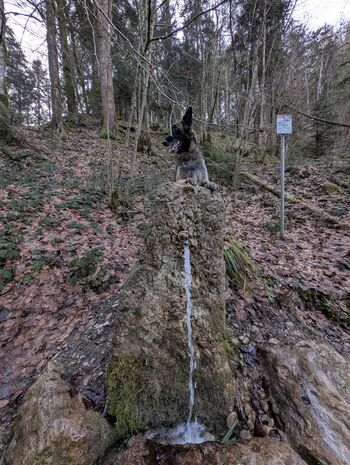 an der "Argen"