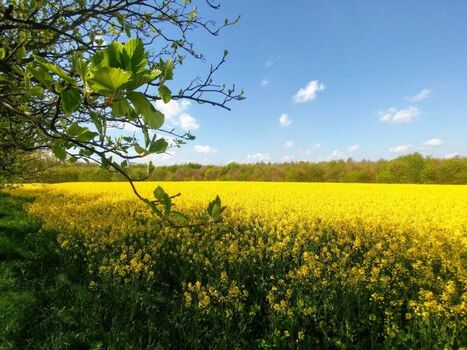 Wunderschöne Rapsfelder