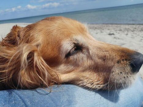 ... mit Hundestrand 