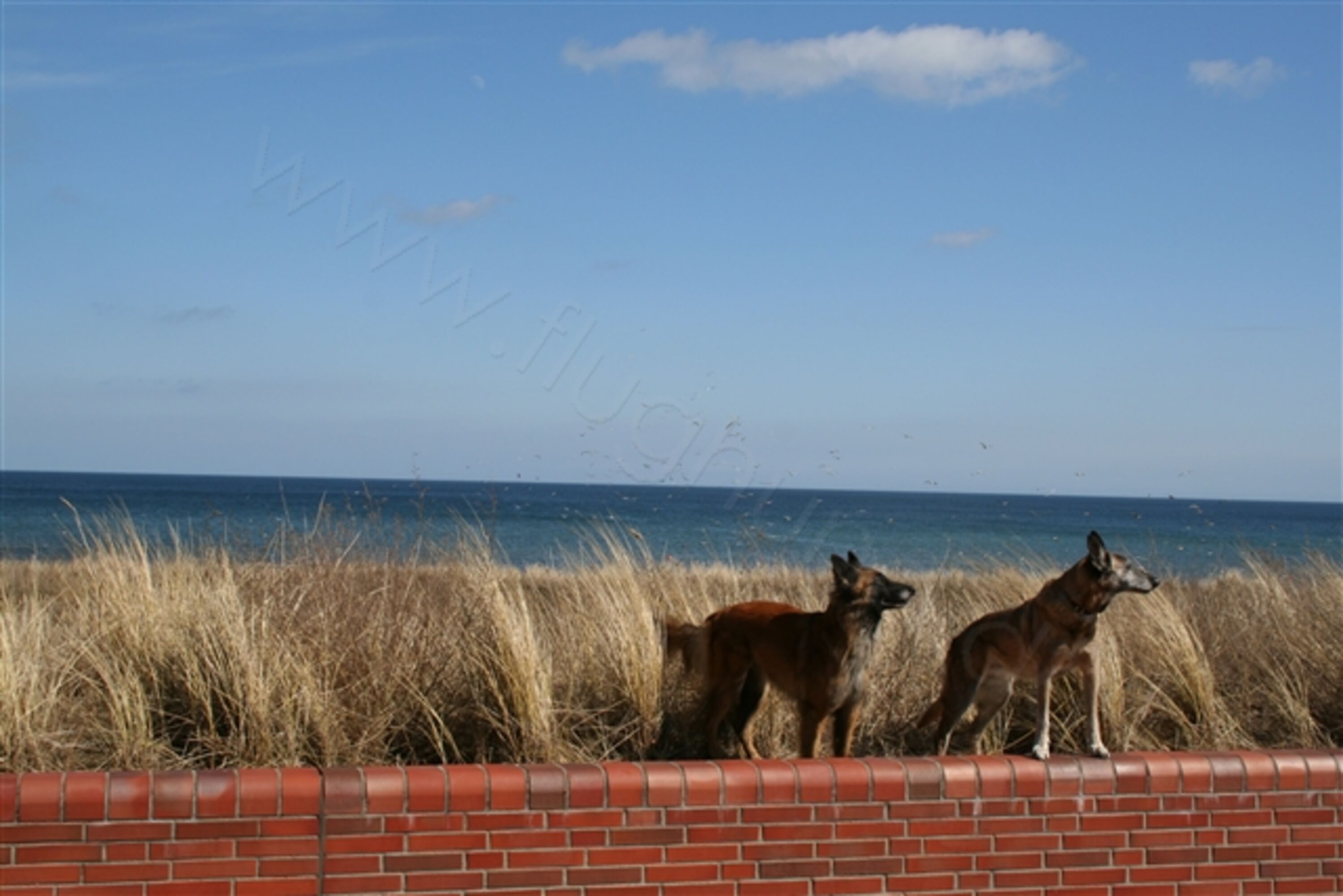 Hunde willkommen