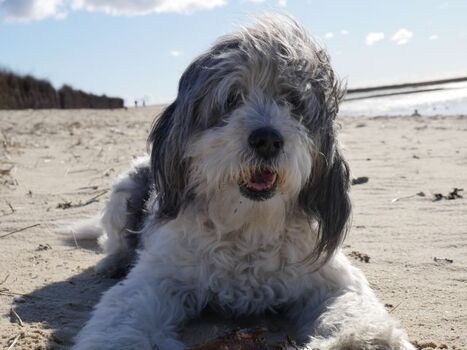 Unser Hund im Herbst am Strand von Duhnen