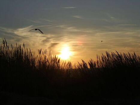 Sonnenuntergängen in den Dünen
