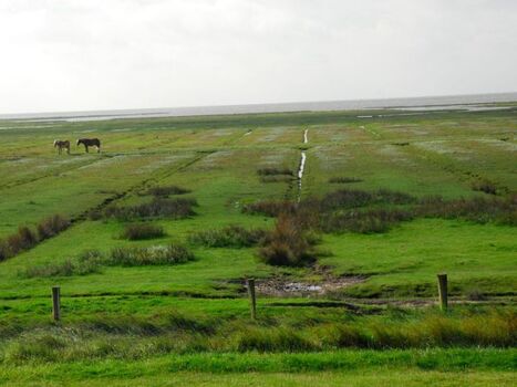 Ausblick auf die Salzwiesen und das Watt
