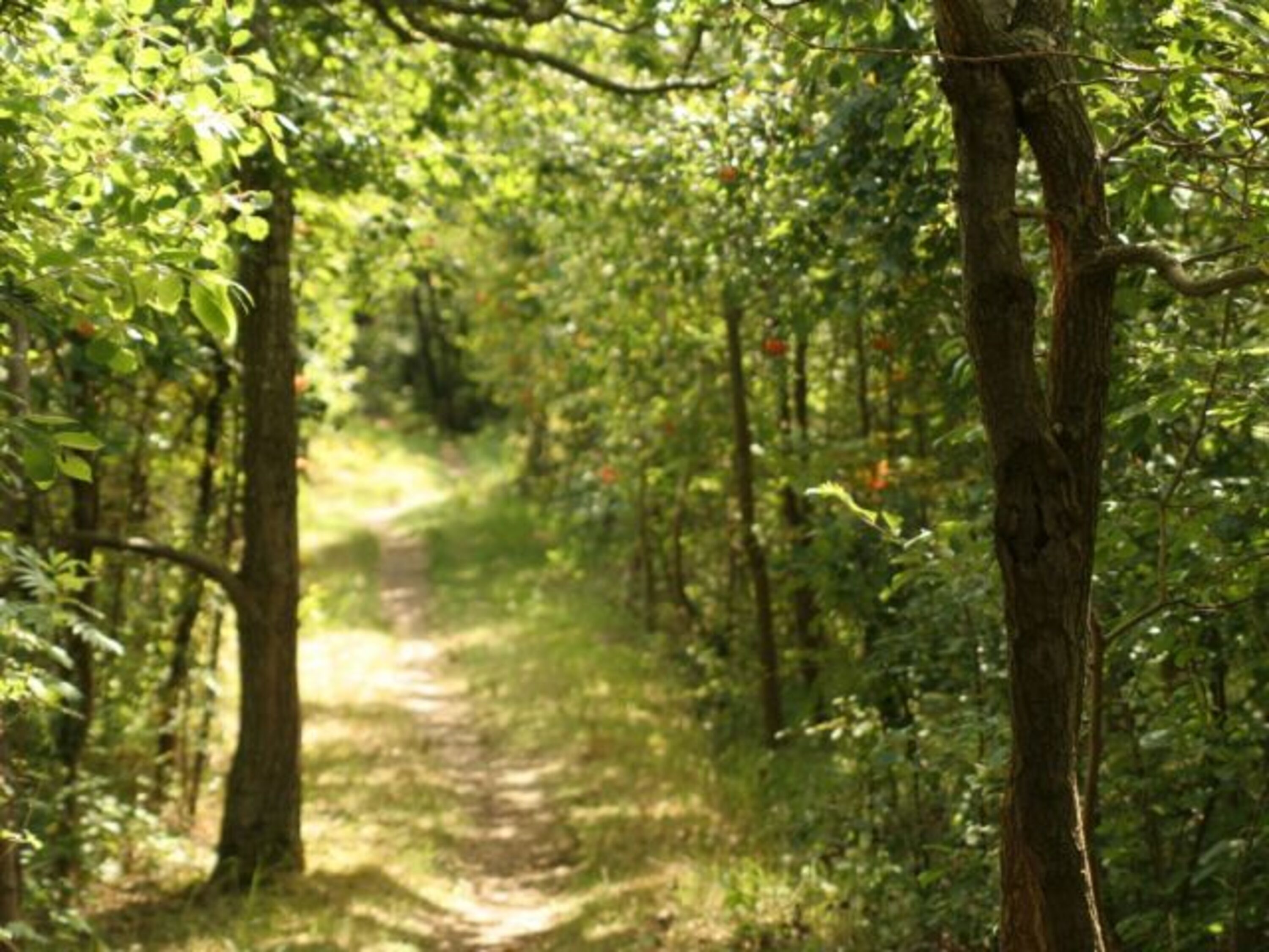 Wanderweg um den Hammersee