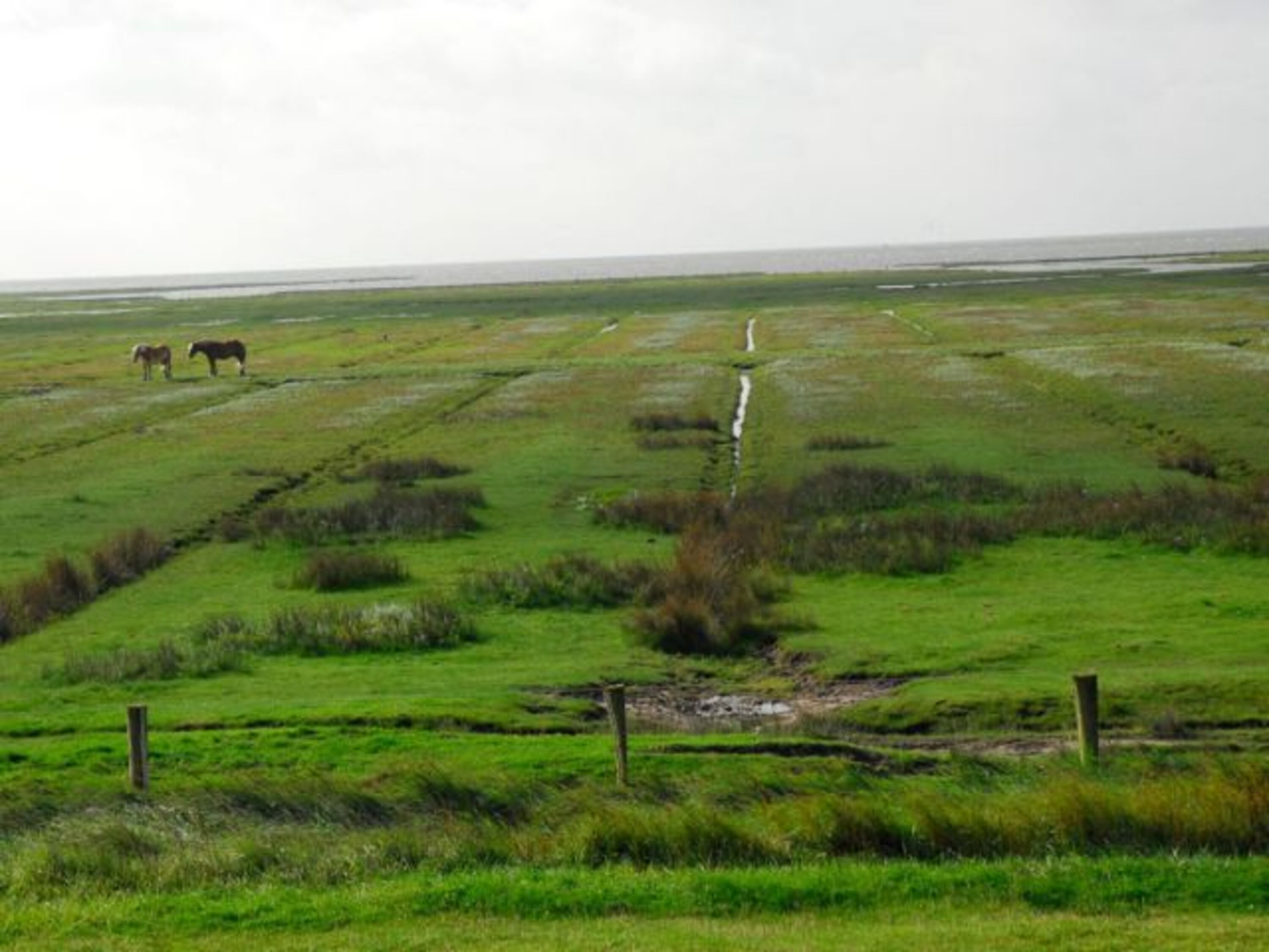 Ausblick auf die Salzwiesen und das Watt