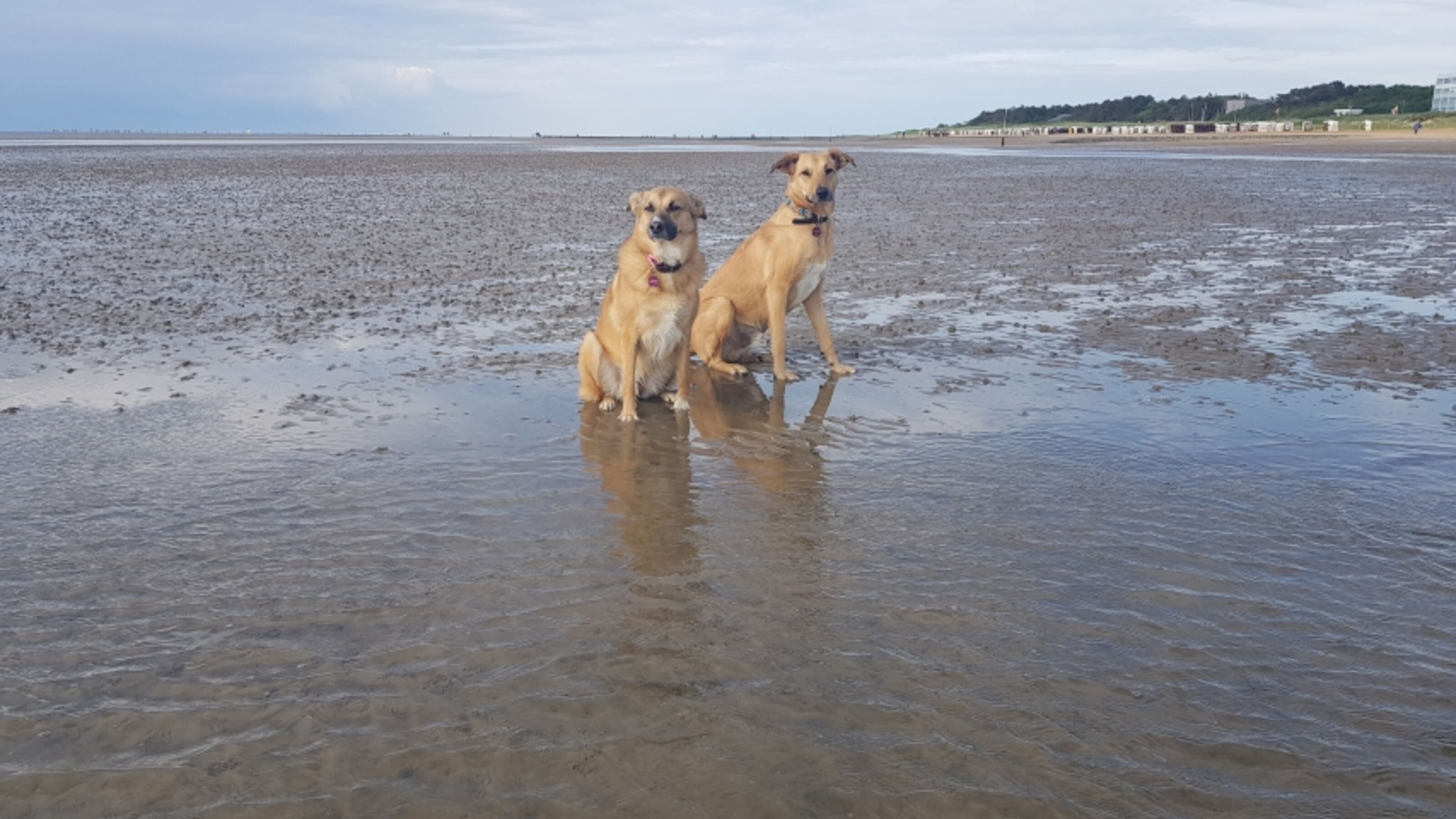 Unsere Hunde 