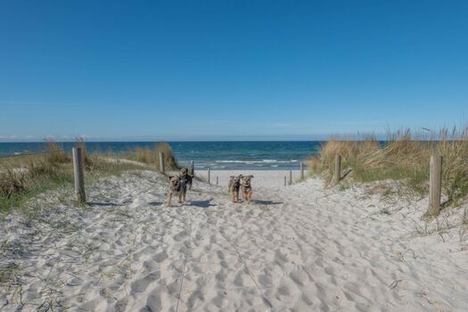 Die Kinder am Strand von Zingst