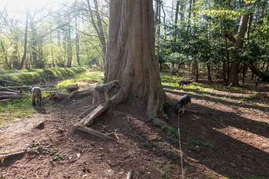 Die Kinder im Osterwald auf dem Darß