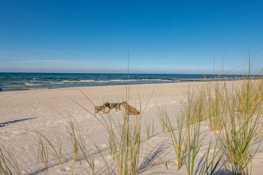 Die Kinder am Strand von Zingst