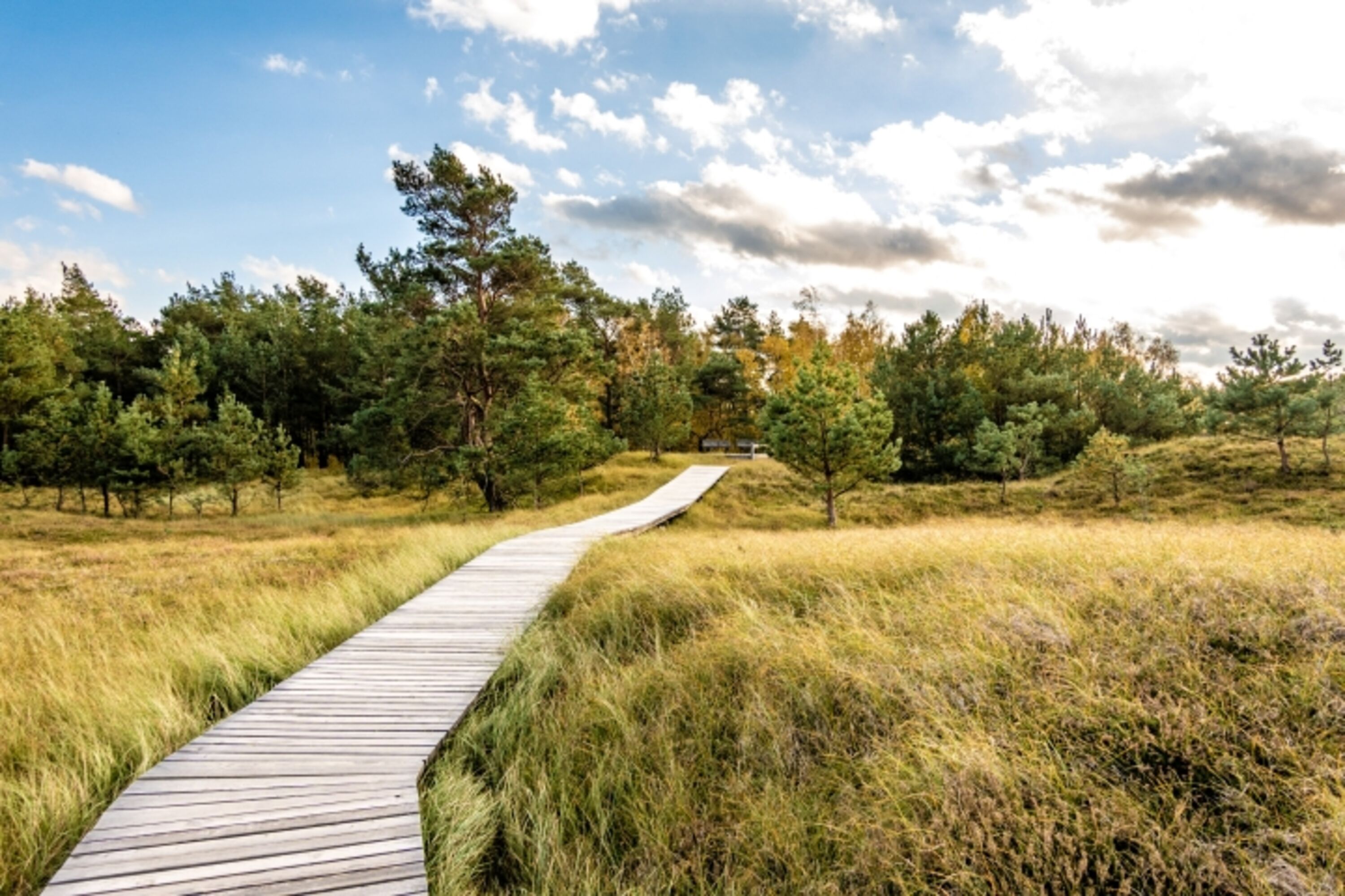 Bohlenweg im Nationalpark