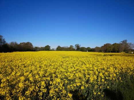 Farbenfrohe Rapsblüte im Mai