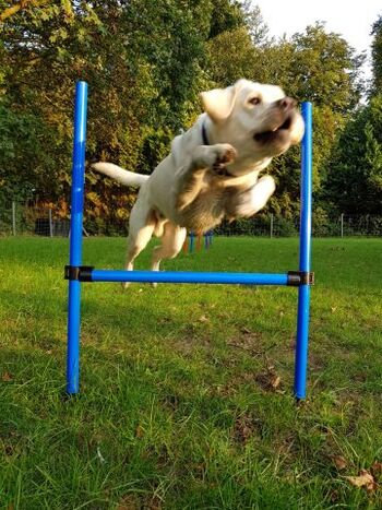 Gasthund Marley im Garten