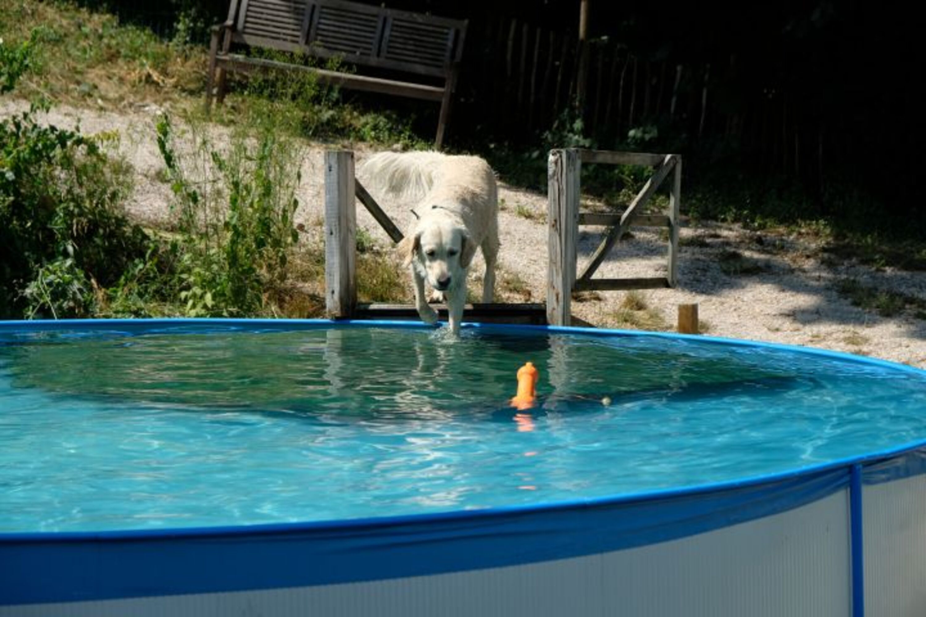 Unser Hundepool lädt zum Erfrischen ein