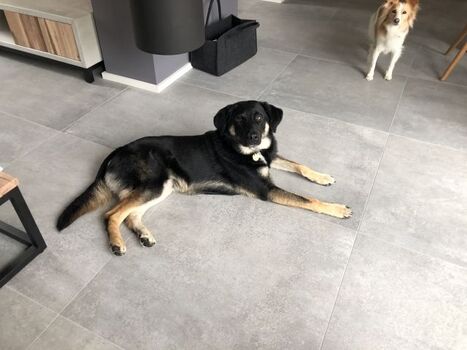 Hunde auch zu 2 erlaubt