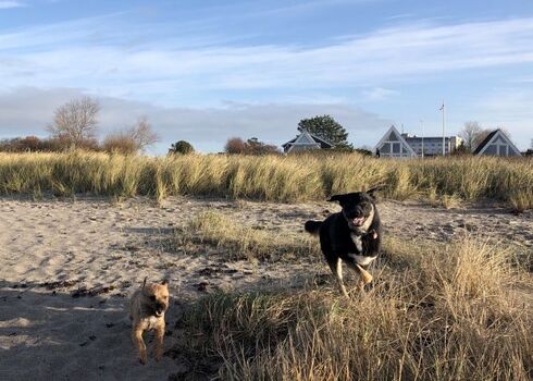 Dezember Wetter und die Hunde ? Spaß pur 