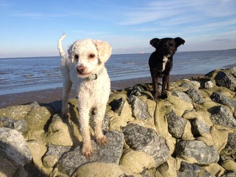 Im Winter in Cuxhaven Altenbruch