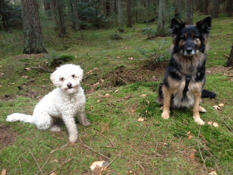 Im Wingster Zauberwald