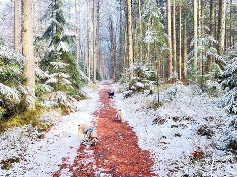 Wingster Zauberwald im Winter