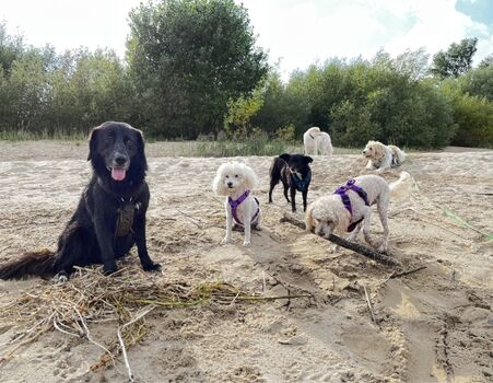 Hundestrand Krautsand