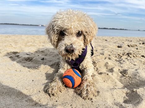Hundestrand Krautsand