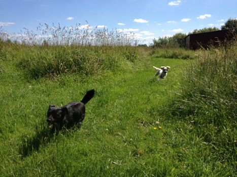 auf unserer großen Hundewiese