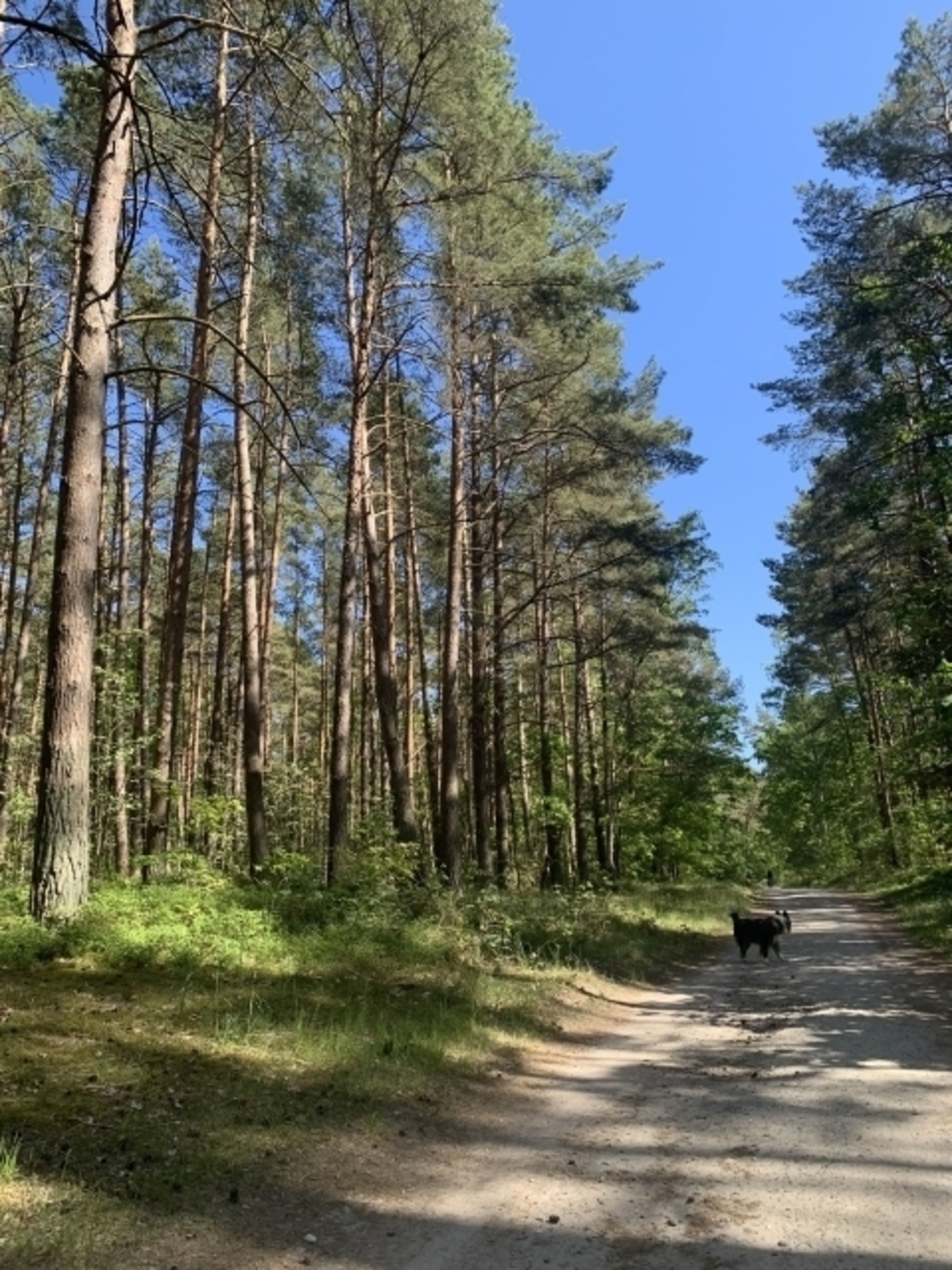 Ein Spaziergang durch die Baaber Heide mit Rudi