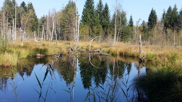Das Werdensteiner Moor