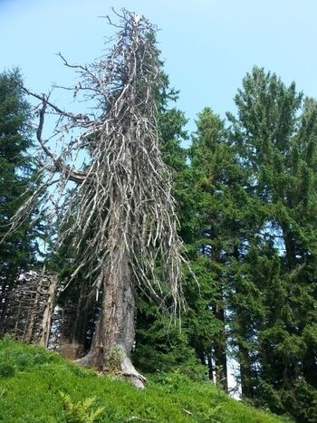 Eine alte Wettertanne