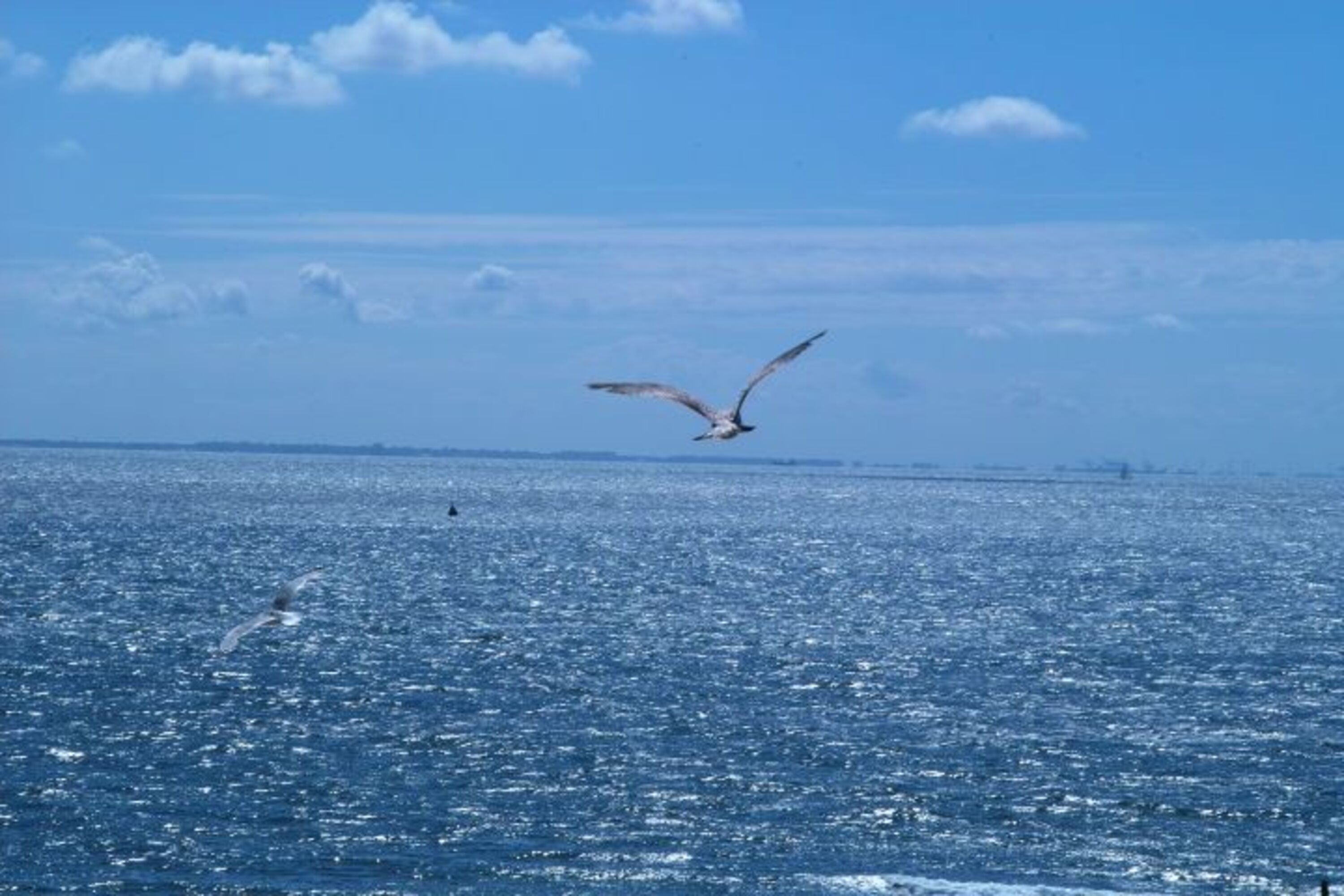 Meer