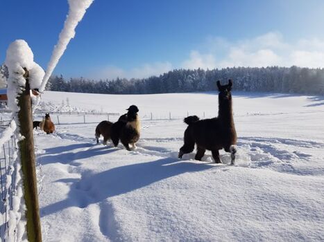 Lamas im Schnee