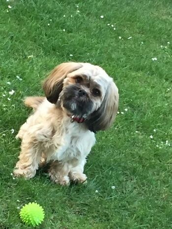 Hunde erlaubt in der Friesenliebe, das ist Elli