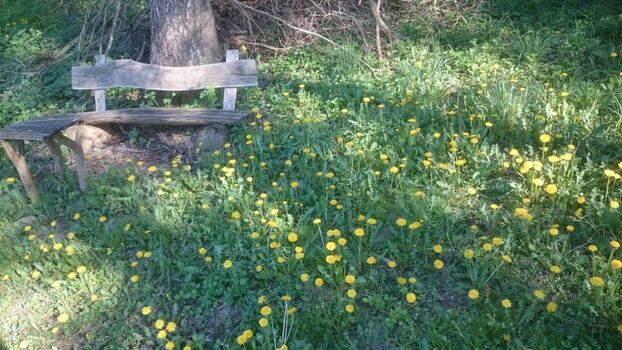 blühende Wiese unter dem Nussbaum im Garten