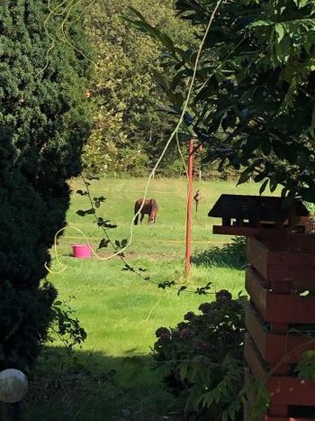 Blick auf Pferdekoppel