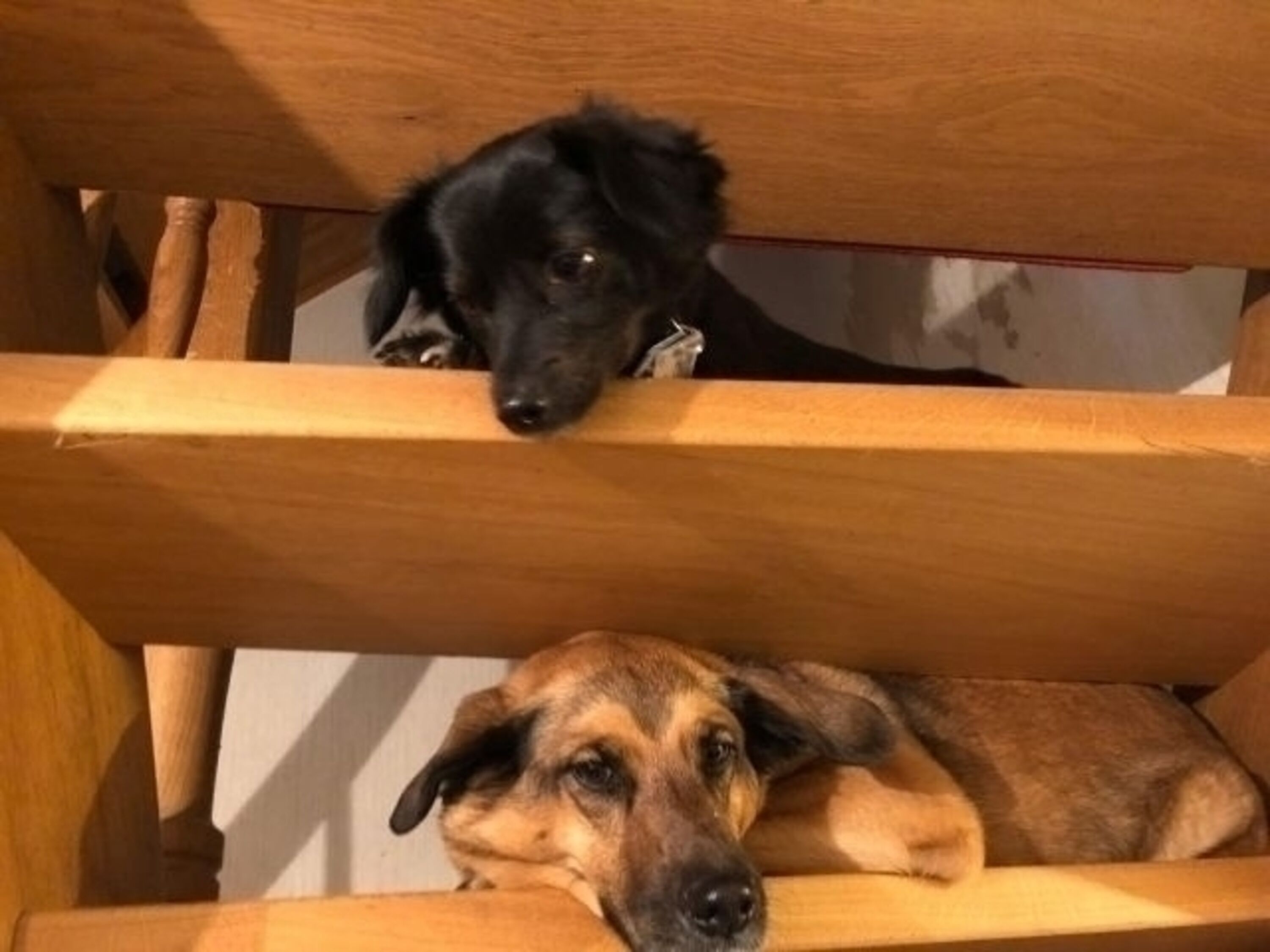 Emmi und Finchen :-)