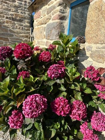 Hortensienblüte im Sommer