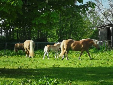 Pferde auf den Hausweiden