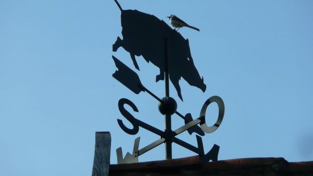 Die Wildsau auf dem Dach des Stalles