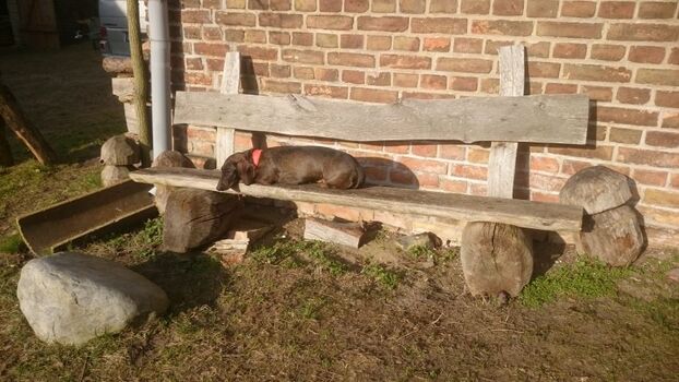 Dackel Knäckes in der Sonne