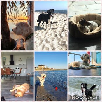 Glückliche Hundegäste  :)