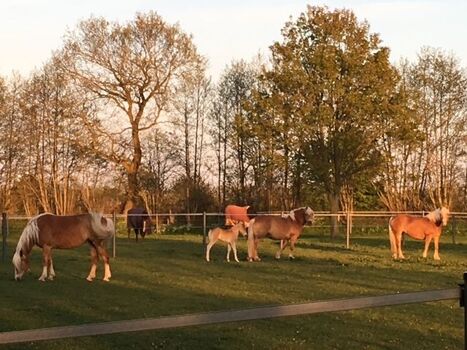 Die Pferde vom Hof....machmal auch mit Fohlen