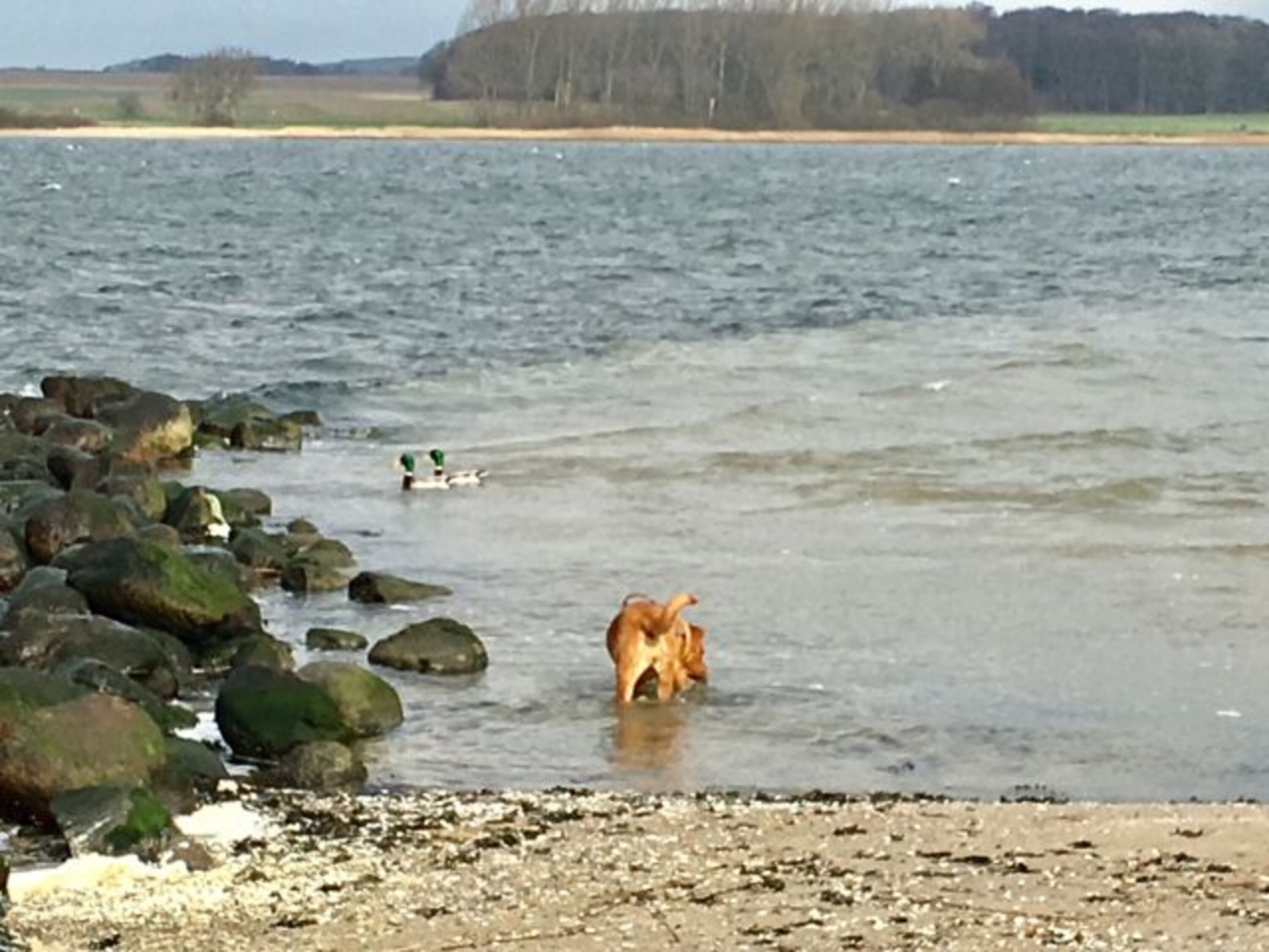 an der Schlei