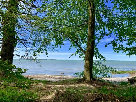 Wald mit direkten Strandzugang