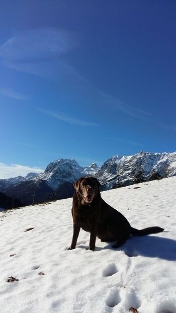 Unser Labrador Charly-ganz ein lieber